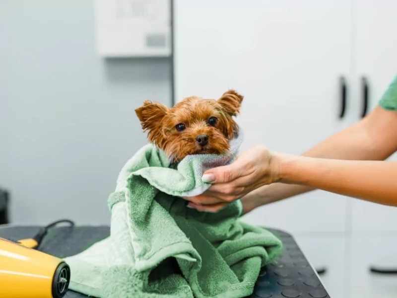 Over Groomer Academie