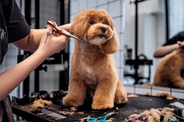 Vakgerichte opleidingen